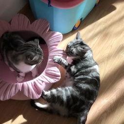 胖喵吃瓜,揭秘娱乐圈那些不为人知的幕后故事