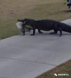 吃瓜鳄鱼在跳舞,欢乐无限