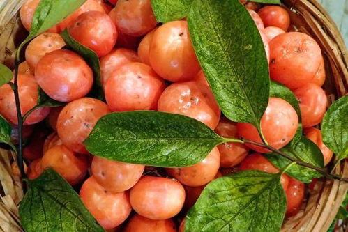 柿子抖音吃瓜,揭秘柿子界的“网红”现象