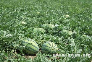 梦见吃白土瓜,白土瓜的神秘启示