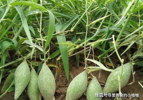 羊角瓜 怎么吃